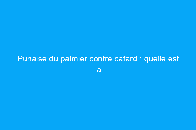 Punaise du palmier contre cafard : quelle est la différence ?