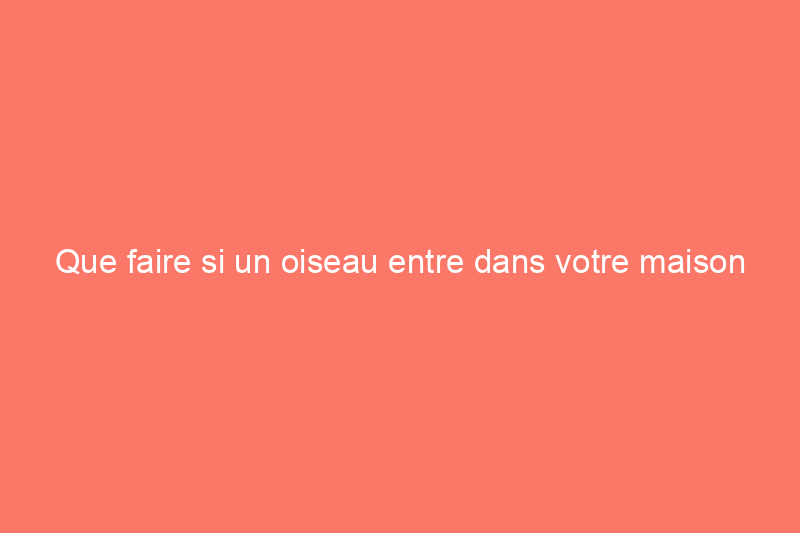 Que faire si un oiseau entre dans votre maison