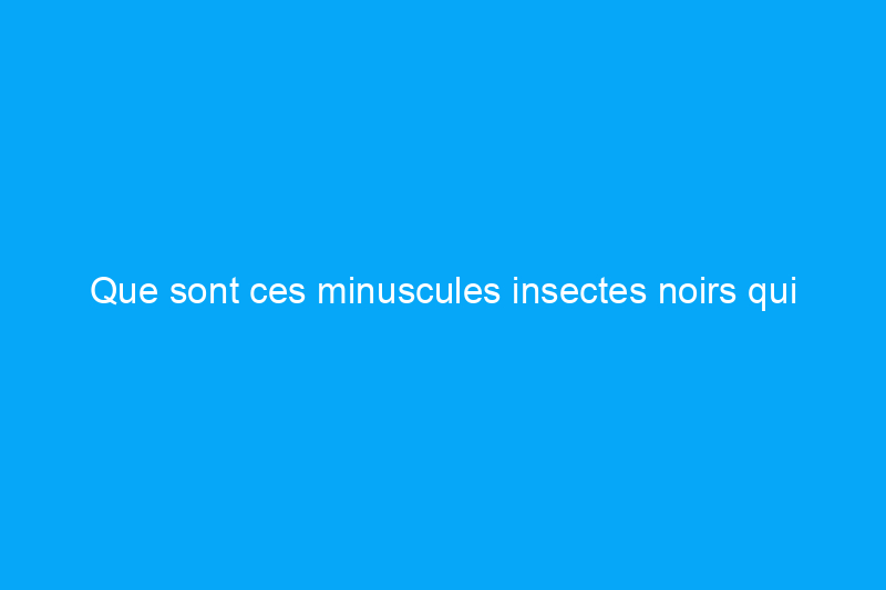 Que sont ces minuscules insectes noirs qui ressemblent à des graines de pavot ?