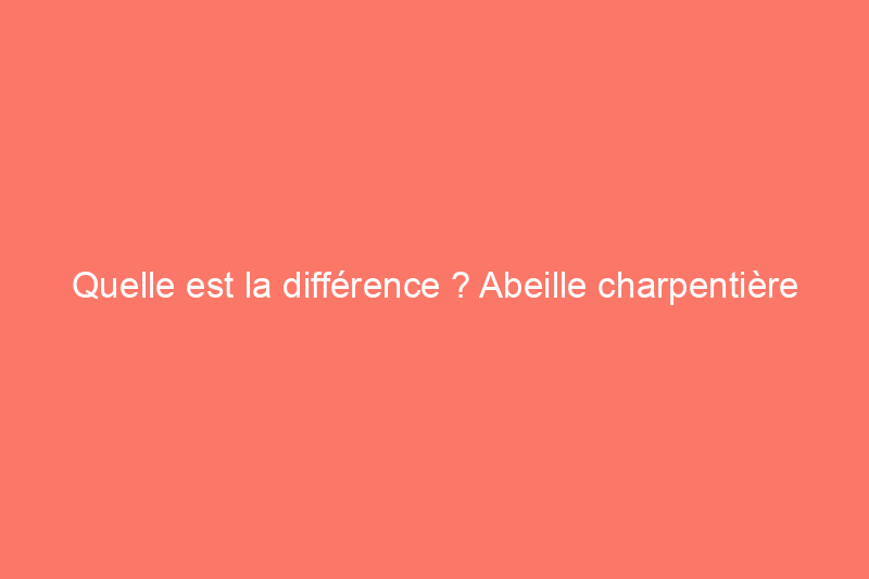 Quelle est la différence ? Abeille charpentière et bourdon