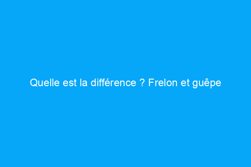 Quelle est la différence ? Frelon et guêpe