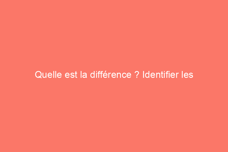 Quelle est la différence ? Identifier les dégâts causés par les termites et les fourmis charpentières