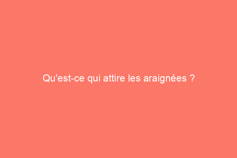 Qu'est-ce qui attire les araignées ? Comment les inviter chez vous et comment y remédier