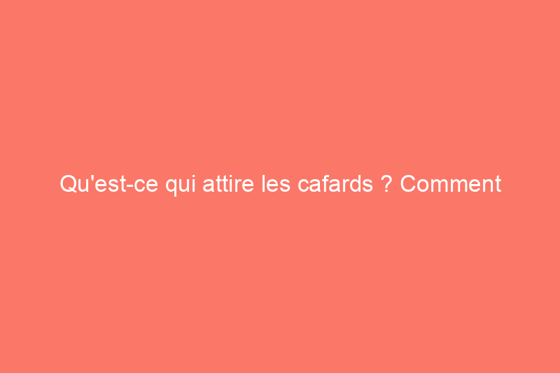 Qu'est-ce qui attire les cafards ? Comment les attirer chez vous