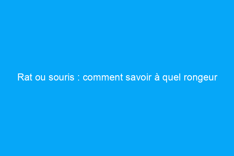 Rat ou souris : comment savoir à quel rongeur vous avez affaire