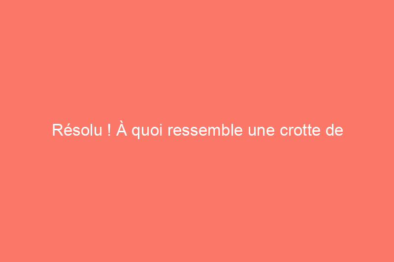 Résolu ! À quoi ressemble une crotte de chauve-souris ?