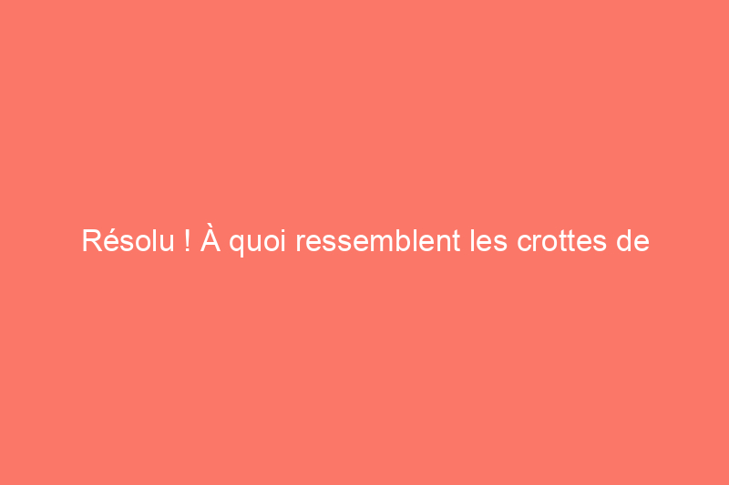 Résolu ! À quoi ressemblent les crottes de raton laveur ?