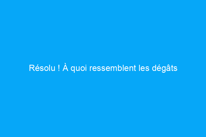 Résolu ! À quoi ressemblent les dégâts causés par les termites ?