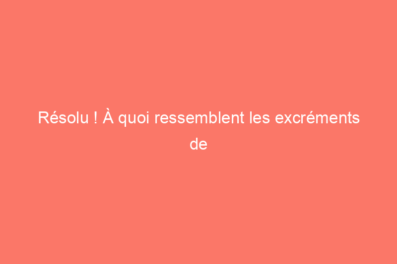 Résolu ! À quoi ressemblent les excréments de termites et sont-ils le signe d’une infestation ?