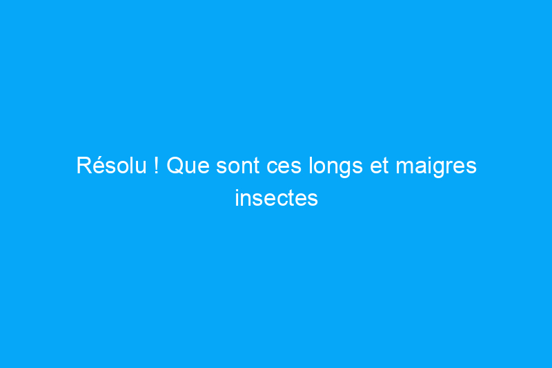 Résolu ! Que sont ces longs et maigres insectes noirs dans ma maison ?