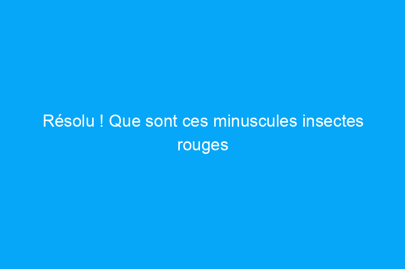 Résolu ! Que sont ces minuscules insectes rouges dans ma maison ?