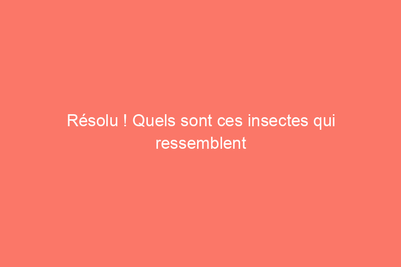 Résolu ! Quels sont ces insectes qui ressemblent à des cafards dans ma maison ?