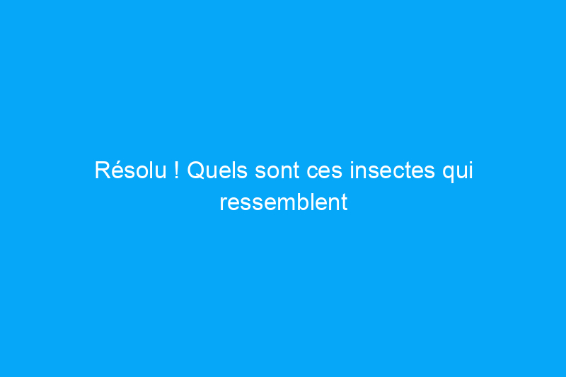 Résolu ! Quels sont ces insectes qui ressemblent à des termites dans ma maison ?