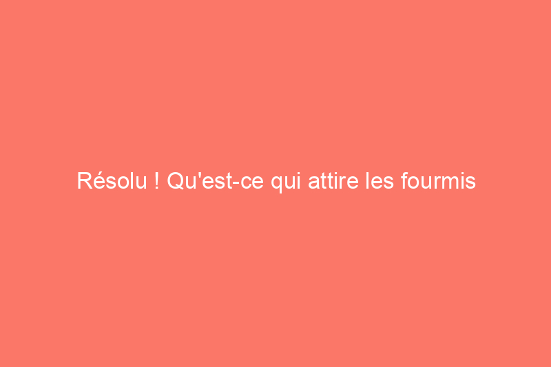 Résolu ! Qu'est-ce qui attire les fourmis dans votre maison