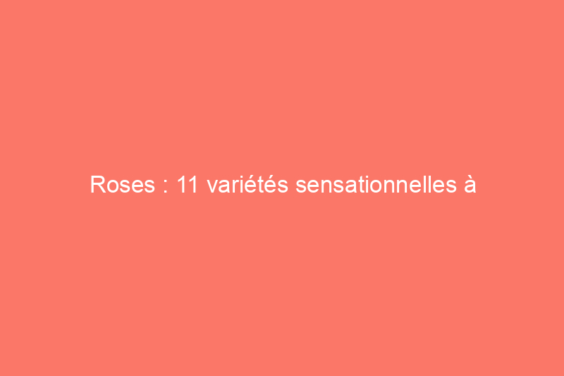 Roses : 11 variétés sensationnelles à considérer