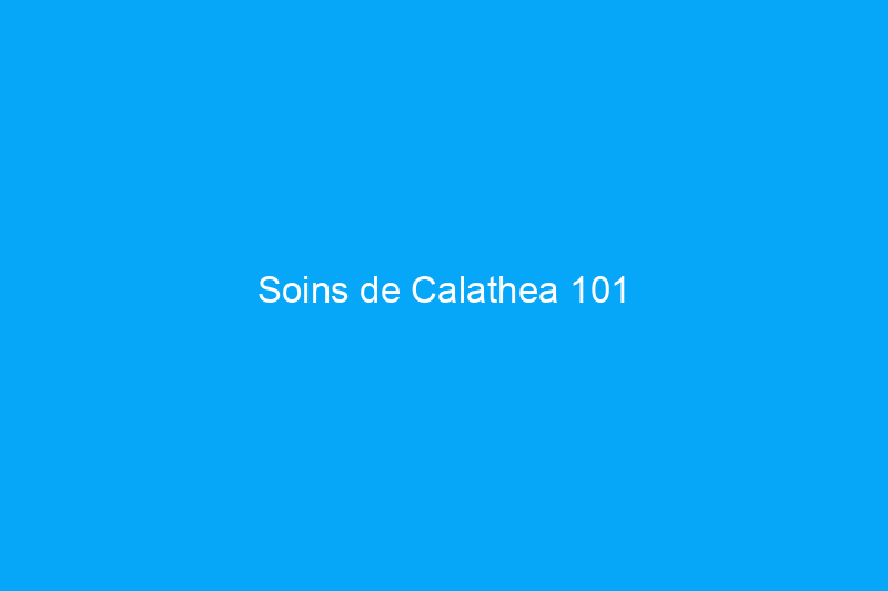 Soins de Calathea 101