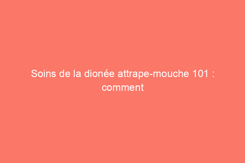 Soins de la dionée attrape-mouche 101 : comment faire pousser cette plante carnivore en intérieur