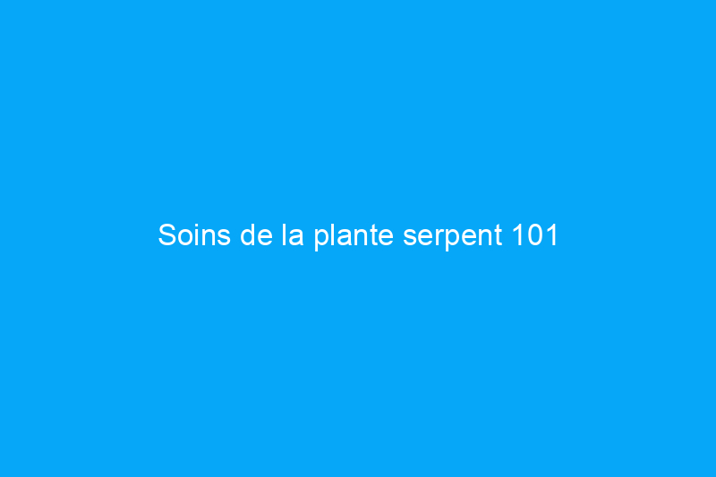 Soins de la plante serpent 101