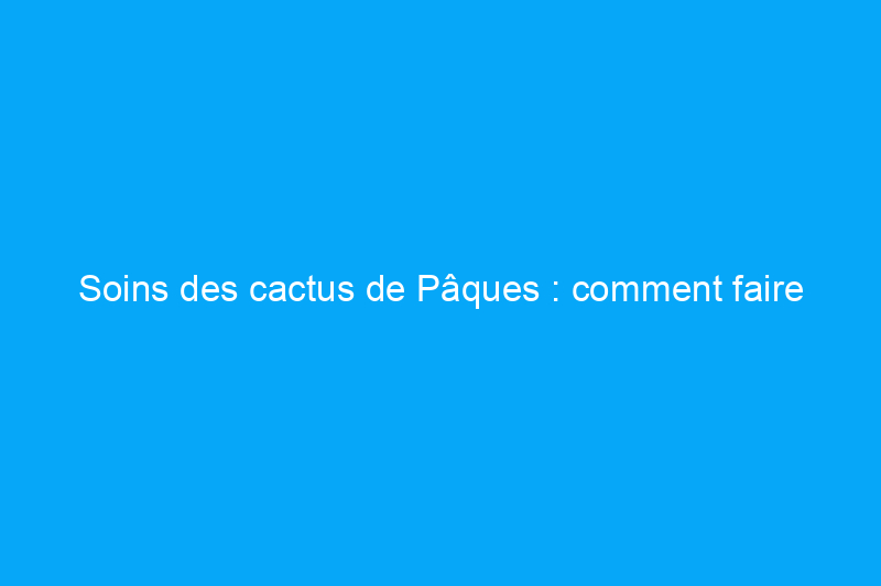 Soins des cactus de Pâques : comment faire fleurir votre succulente de Noël chaque année