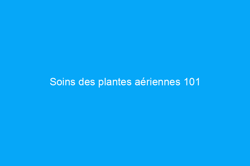 Soins des plantes aériennes 101