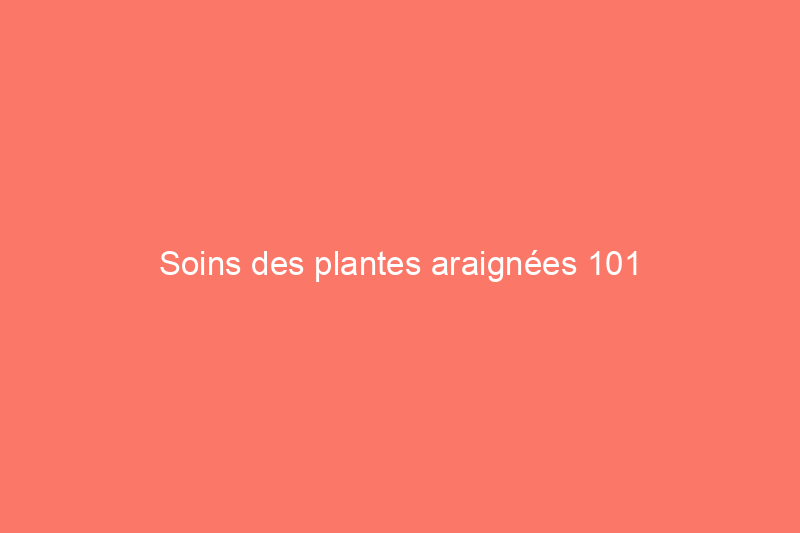 Soins des plantes araignées 101