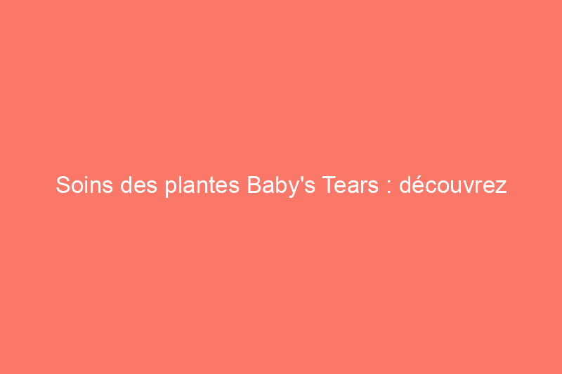 Soins des plantes Baby's Tears : découvrez le couvre-sol rampant que vous pouvez cultiver à l'intérieur