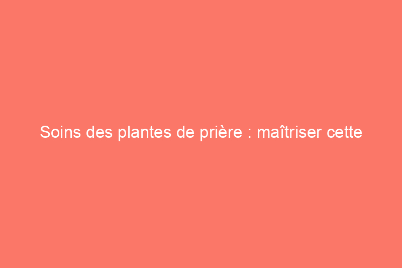 Soins des plantes de prière : maîtriser cette beauté ornementale nécessitant beaucoup d'entretien