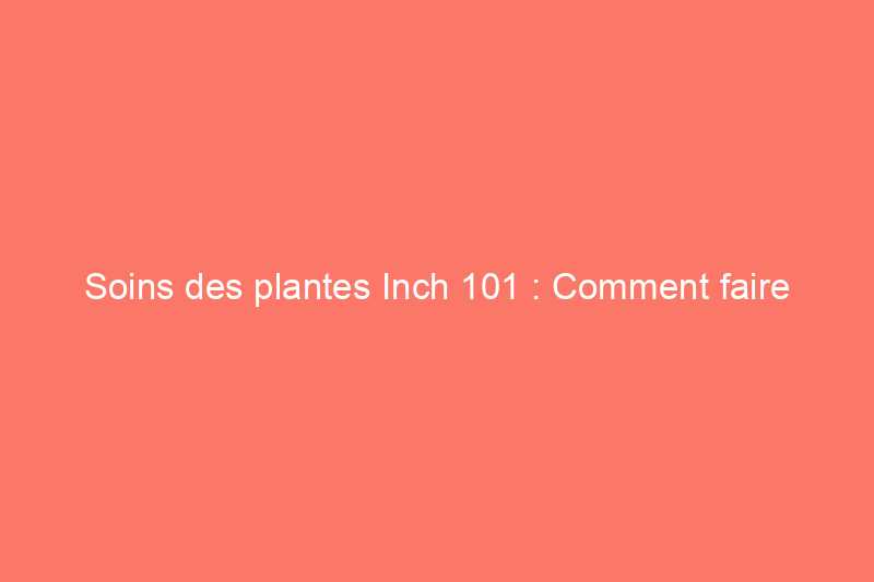 Soins des plantes Inch 101 : Comment faire pousser des araignées à l'intérieur