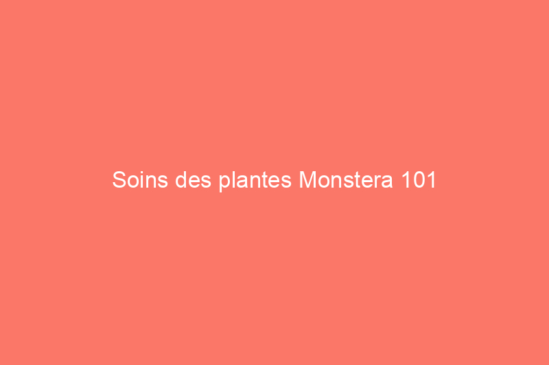 Soins des plantes Monstera 101