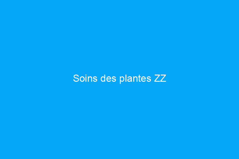 Soins des plantes ZZ