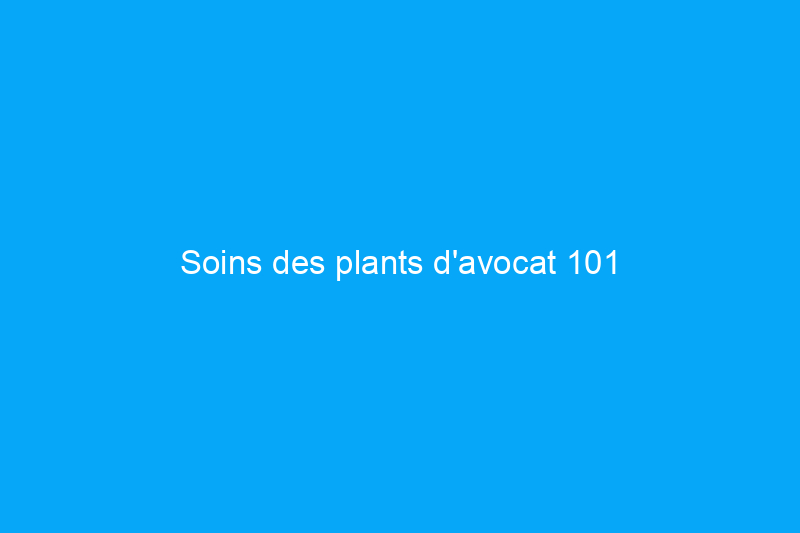 Soins des plants d'avocat 101