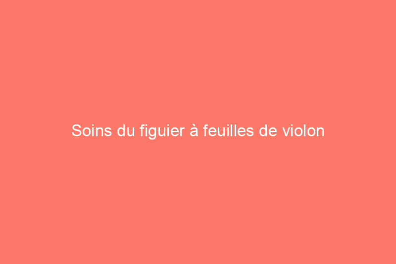 Soins du figuier à feuilles de violon