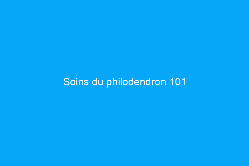 Soins du philodendron 101