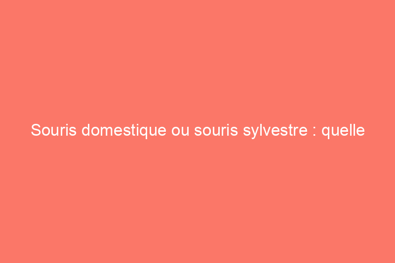 Souris domestique ou souris sylvestre : quelle est la différence ?