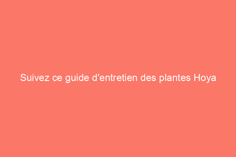 Suivez ce guide d'entretien des plantes Hoya pour obtenir des fleurs étoilées et insaisissables