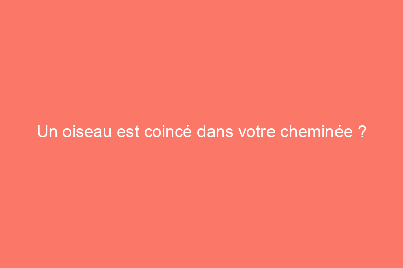 Un oiseau est coincé dans votre cheminée ? Voici ce qu'il faut faire.