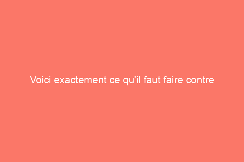 Voici exactement ce qu'il faut faire contre les écureuils dans le grenier : méthodes de bricolage et quand appeler un professionnel