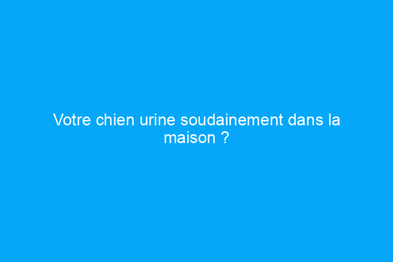 Votre chien urine soudainement dans la maison ? Voici comment gérer ce problème