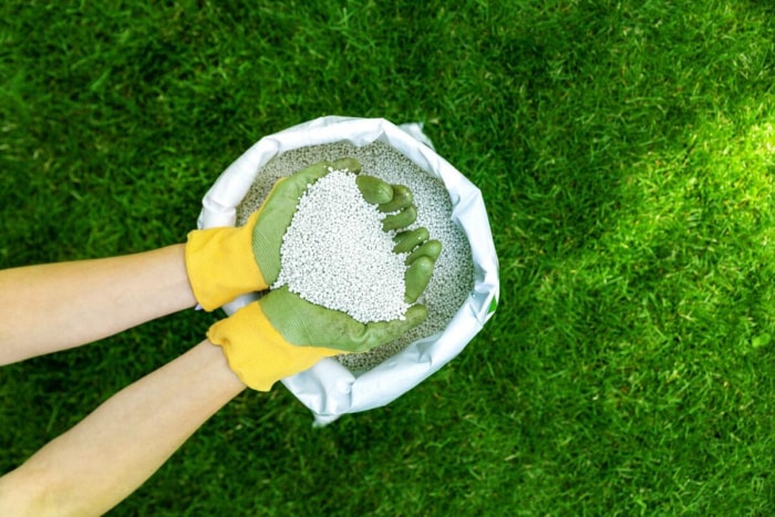 quand fertiliser la pelouse