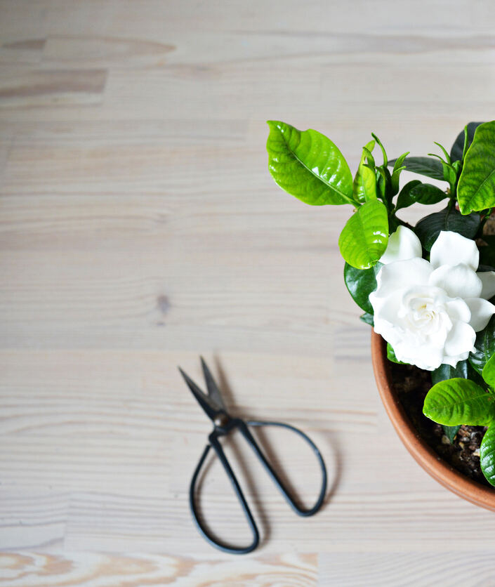 vue aérienne d'une plante de gardénia en pot avec une fleur blanche sur une surface en bois avec des ciseaux de jardinage