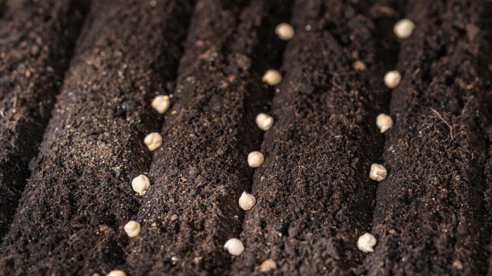 Les graines de pois chiches ont été plantées en rangées dans un sol sombre.