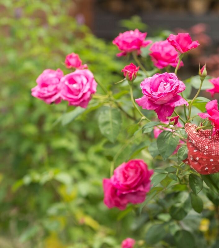 Un jardinier taille des rosiers roses.