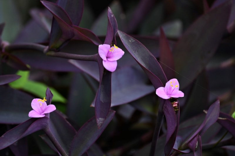 soins de la plante à coeur violet - gros plan de la fleur violette