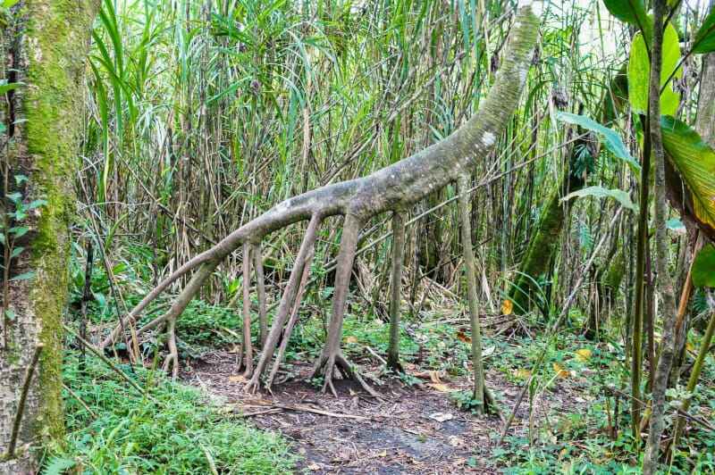 Socratea exorrhiza, l'arbre marcheur dans la jungle du Costa Rica