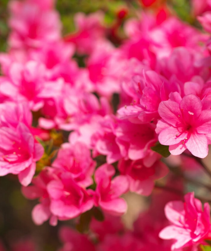 Vue rapprochée des fleurs d'azalée sur un arbuste.