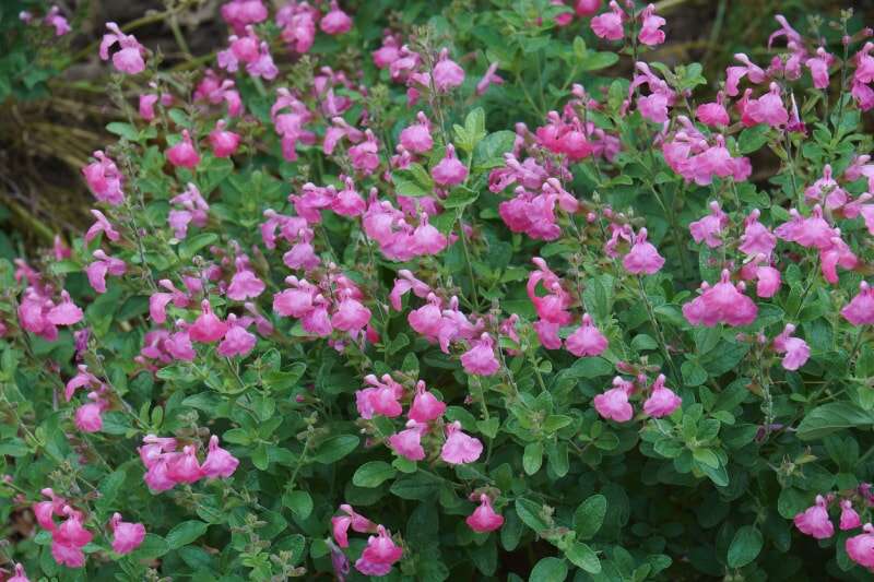 Sauge d'automne (Salvia greggii). Appelée aussi sauge rouge du Chihuahua ou sauge du Texas.