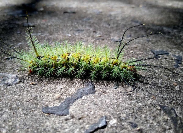 8 chenilles urticantes que tous les jardiniers amateurs devraient connaître