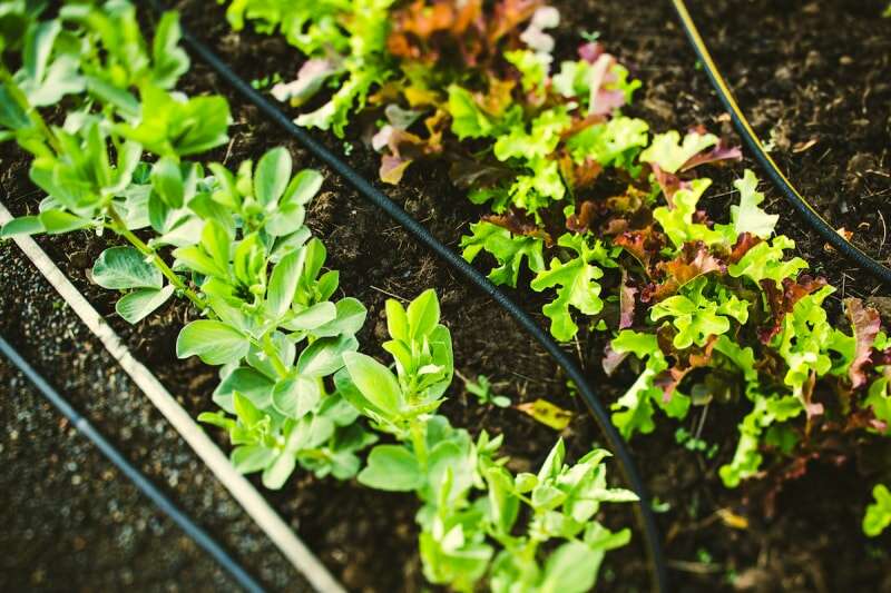 Un jardin surélevé de légumes est arrosé par des tuyaux suintants sur le sol.