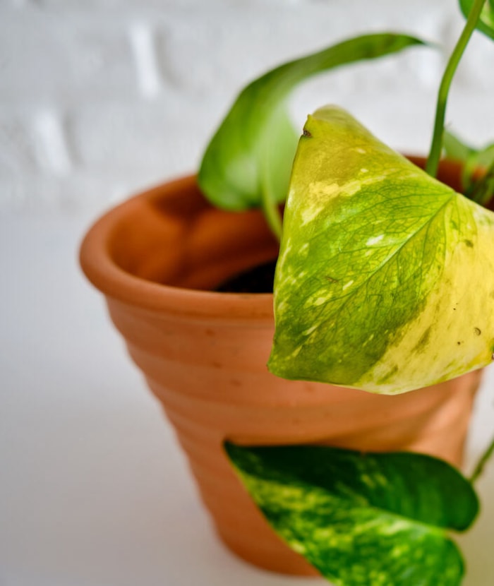 Epipremnum à feuilles jaunes sur une plante d'intérieur malade, fond blanc. Plante d'intérieur en train de sécher dans un pot de fleurs