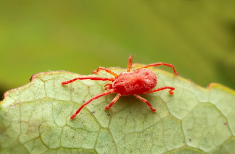 Puceron rouge sur une feuille